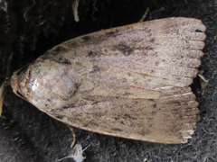 Amphipyra monolitha