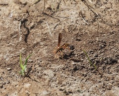 Poecilopompilus interruptus interruptus