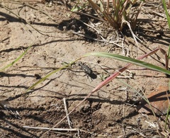 Cicindela ocellata