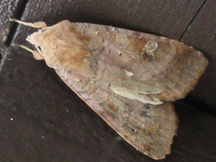 Diarsia canescens
