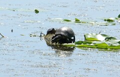 Emydoidea blandingii