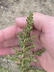 Amaranthus albus