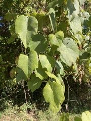 Vitis cinerea