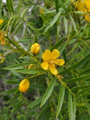Senna cumingii cumingii