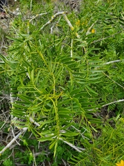 Senna cumingii cumingii