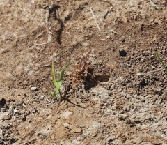 Poecilopompilus interruptus interruptus