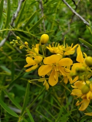 Senna cumingii cumingii