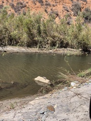 Actinemys marmorata pallida