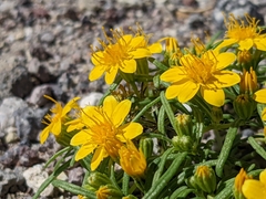 Pectis papposa papposa