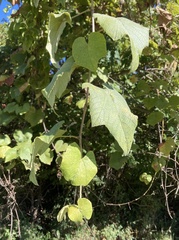 Vitis cinerea