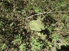 Parthenium integrifolium