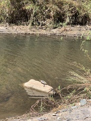 Actinemys marmorata pallida