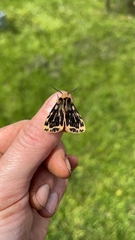 Ardices curvata