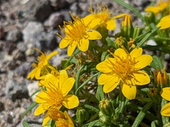 Pectis papposa papposa