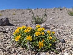 Pectis papposa papposa