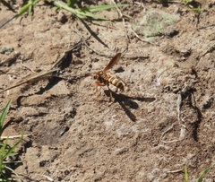 Poecilopompilus interruptus interruptus