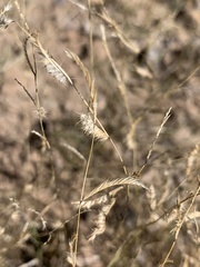 Bouteloua barbata barbata