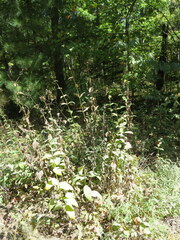 Silphium asteriscus latifolium