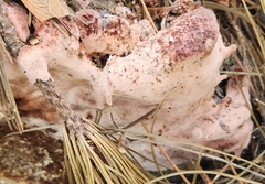 Rhodofomes cajanderi