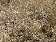 Bouteloua barbata barbata