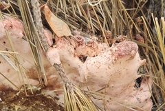 Rhodofomes cajanderi