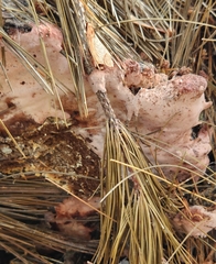 Rhodofomes cajanderi