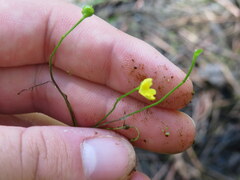 Utricularia gibba