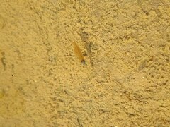 Branchipus schaefferi