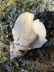 Catathelasma