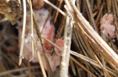 Rhodofomes cajanderi