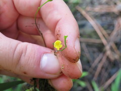 Utricularia gibba