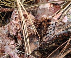 Rhodofomes cajanderi