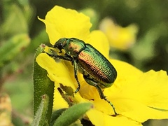 Diphucephala