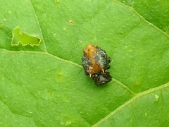 Wagneriana