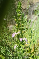 Teucrium bicolor