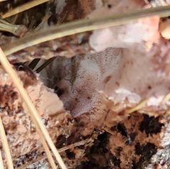 Rhodofomes cajanderi