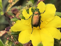 Diphucephala