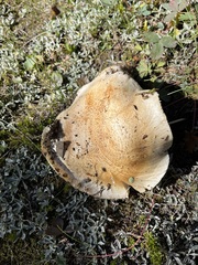 Catathelasma