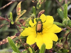 Diphucephala