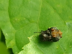 Wagneriana