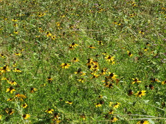 Rudbeckia tenax