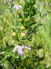 Teucrium bicolor
