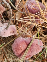 Rhodofomes cajanderi