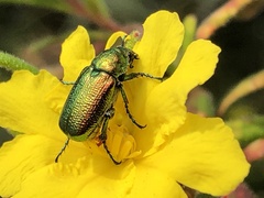 Diphucephala