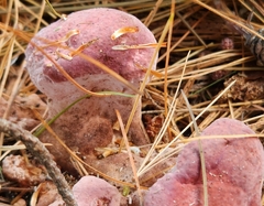 Rhodofomes cajanderi