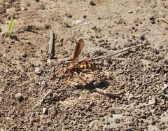Poecilopompilus interruptus interruptus
