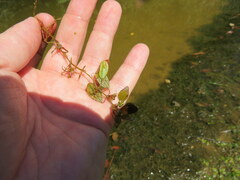 Potamogeton diversifolius