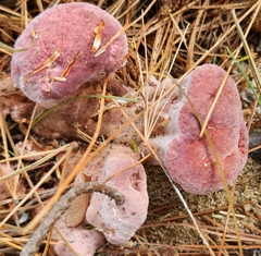 Rhodofomes cajanderi