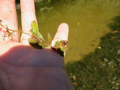 Potamogeton diversifolius