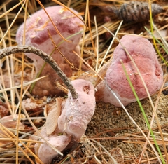 Rhodofomes cajanderi